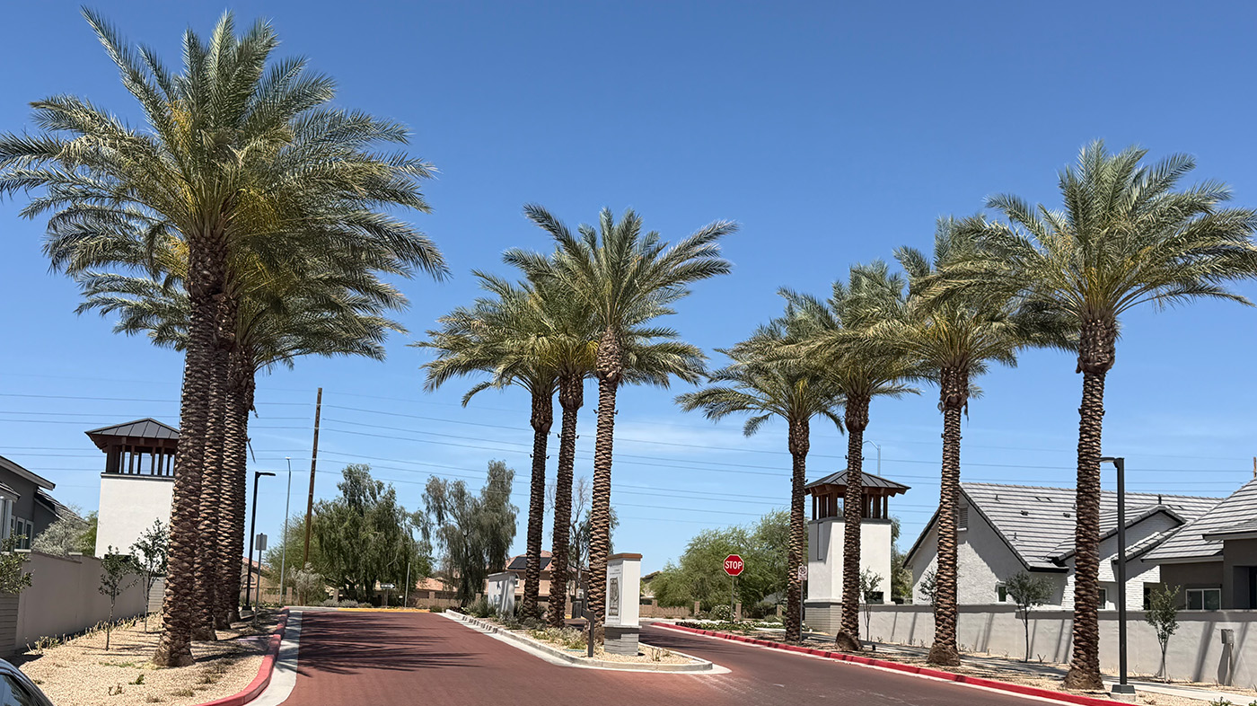Commercial Tree Management Services in Arizona